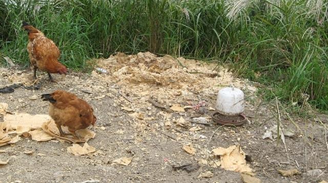 麦麸发酵喂鸡的正确方法,养殖土鸡怎么自己找销路(3)