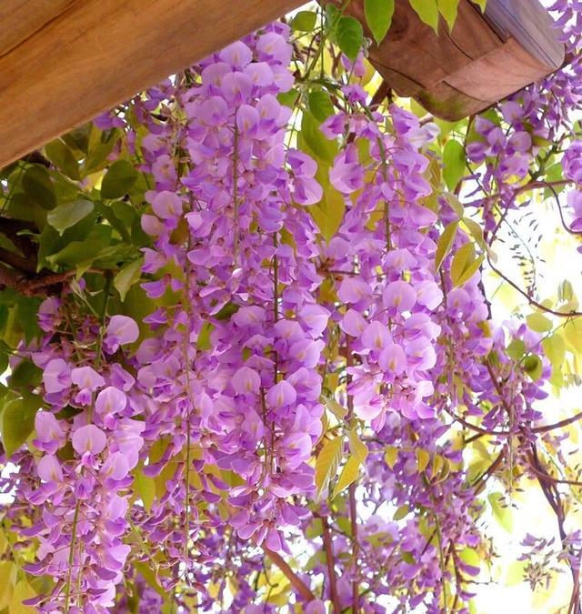 木香花有几种颜色哪种花最香,木香花哪个品种最珍贵(2)
