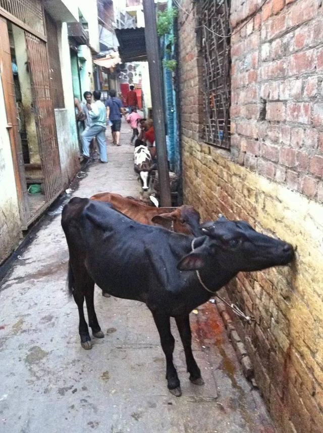 印度人为什么没人吃牛,在印度吃牛会怎么样(2)