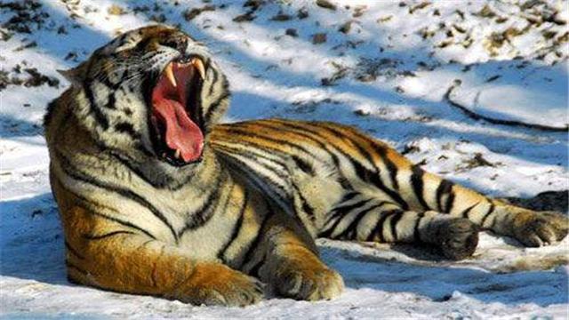 老虎的克星是什么动物,藏獒见到老虎会吓尿吗(2)
