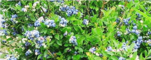 蓝莓最好的肥料,蓝莓专用肥料(1)