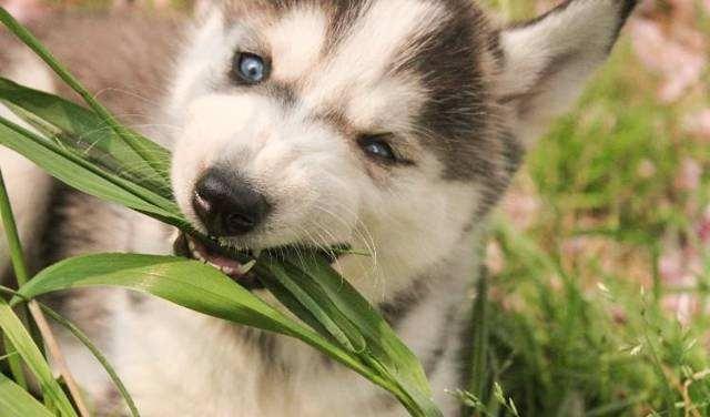狗狗吃草是什么原因,狗狗一旦出现5个表现离死就不远了(3)
