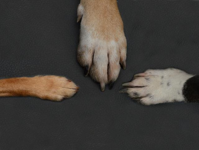 狗指甲太长会引起什么疾病,狗指甲过长会自愈吗(1)