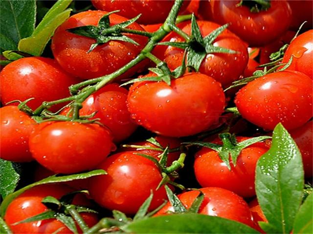 西红柿是淡红的能不能吃,西红柿里面不是红色的能吃吗(4)