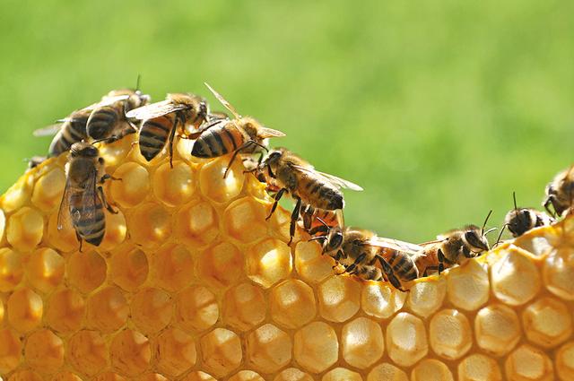 蜂巢结构科普,蜂巢结构原理详解(1)