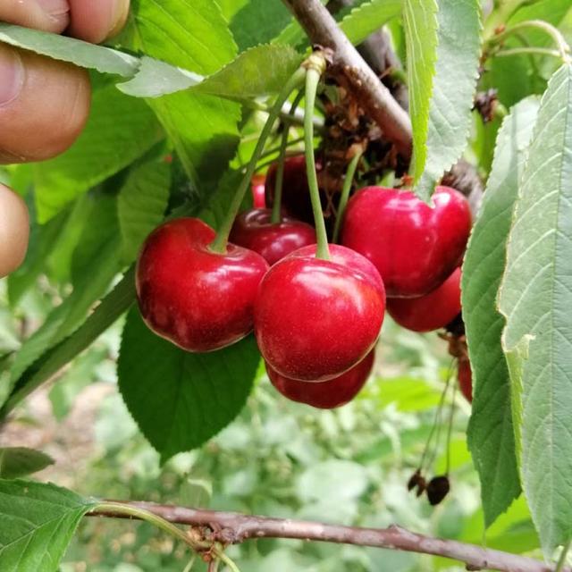 鲁樱3号樱桃适合种植区域,鲁樱3号樱桃一亩能栽多少棵(3)