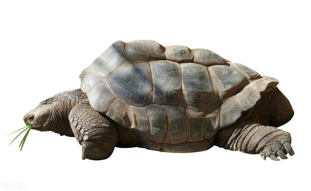 现今寿命最长的龟,最高寿命的龟(1)