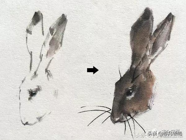 写意画大兔子的步骤,国画兔子怎么画一步一步教(4)