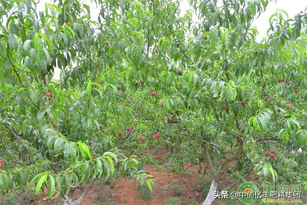 桃树施什么肥效果最好,桃树什么时候施肥最好用什么肥(1)