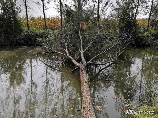 倒伏树底下钓鱼技巧,鱼塘里有太多树枝怎么钓鱼(1)