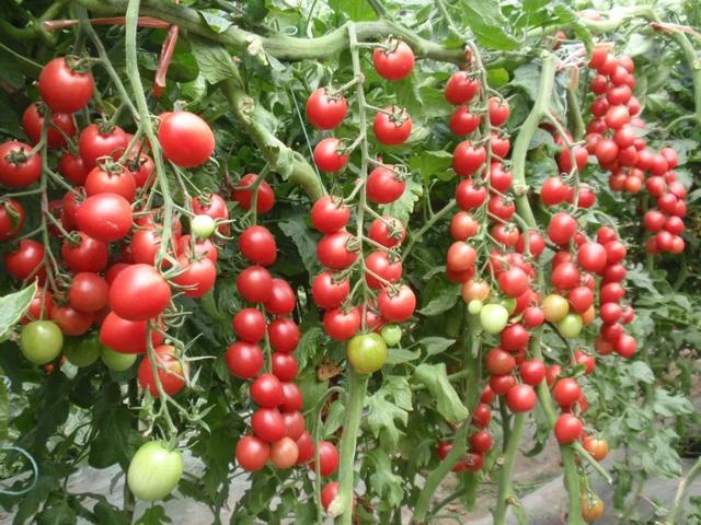 樱桃番茄种植技术和用量,樱桃番茄高密度栽培技术(1)
