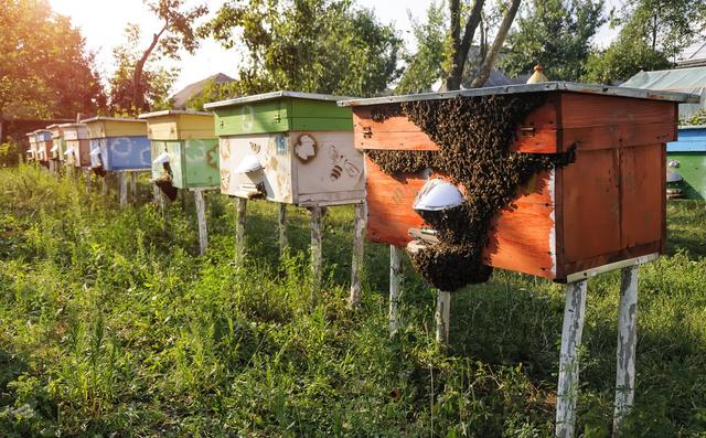 马蜂养殖活动区专用塑料网,养马蜂专用网(4)