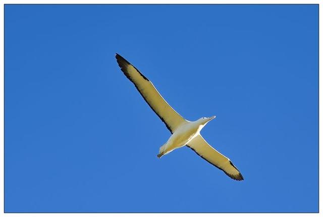 翅膀最长的鸟类是谁,中国最长翅膀的鸟(3)