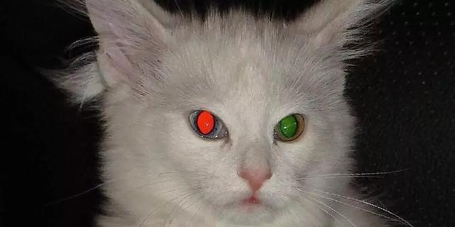 猫的眼睛晚上一般是什么颜色,猫的眼睛从早到晚分别是什么颜色(1)