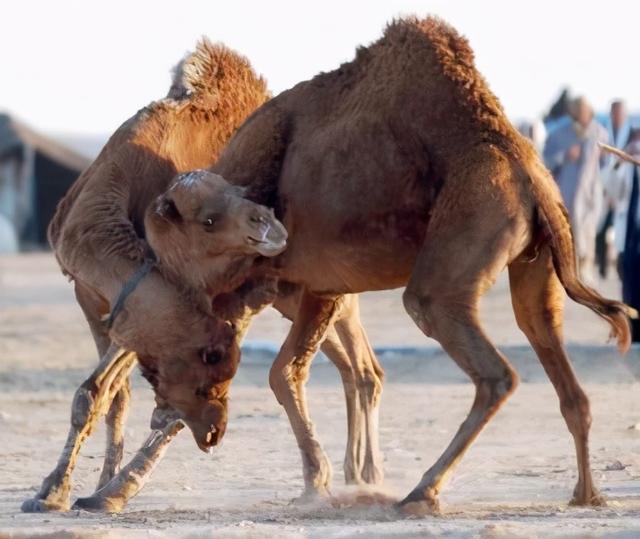 骆驼的繁殖方式有哪些,骆驼的繁衍方式和配对(4)