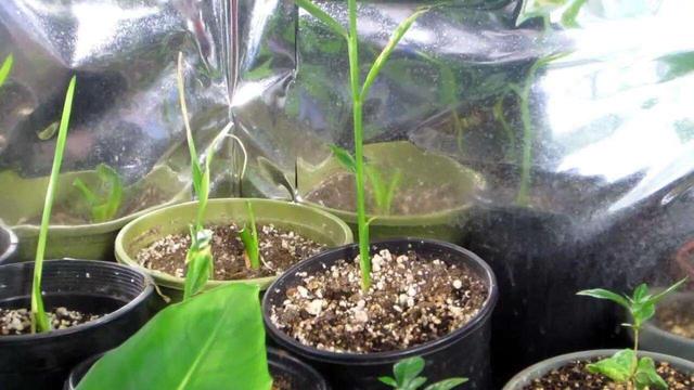 生姜的种植方法和时间,在自家阳台怎样种大蒜(4)
