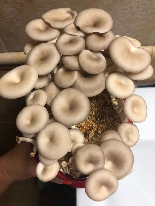 蘑菇的培植方法,纯牛粪蘑菇种植方法(3)
