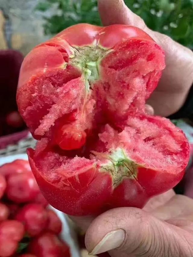 为啥叫普罗旺斯西红柿,普罗旺斯西红柿和普通番茄区别(2)