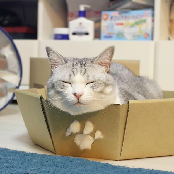 纸箱猫窝,怎么用纸箱做猫窝(4)