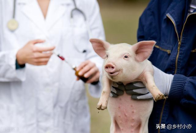 口蹄疫疫苗什么时候打最好,猪的三种必打疫苗表(2)