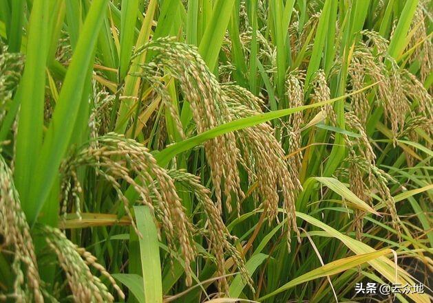 珍珠矮水稻图片,全国最好吃的大米排名(5)