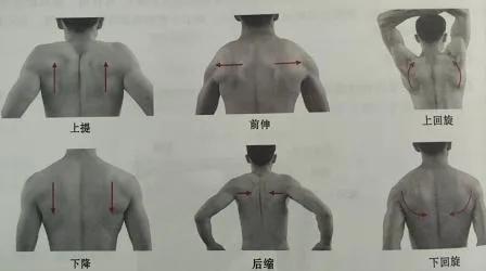 斜方肌中束和下束的训练方法,锻炼斜方肌下束示意图(3)