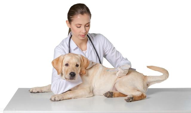 狗狗打完伊维菌素多长时间见效,狗狗打了伊维菌素多长时间不掉毛(4)