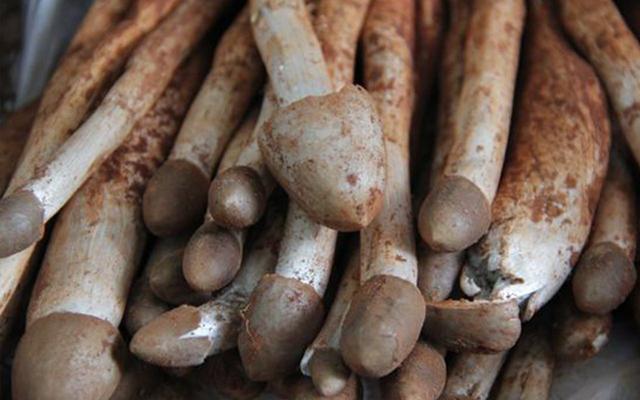 红菇鸡丝的做法大全,鲜菇炖鸡丝的做法(4)