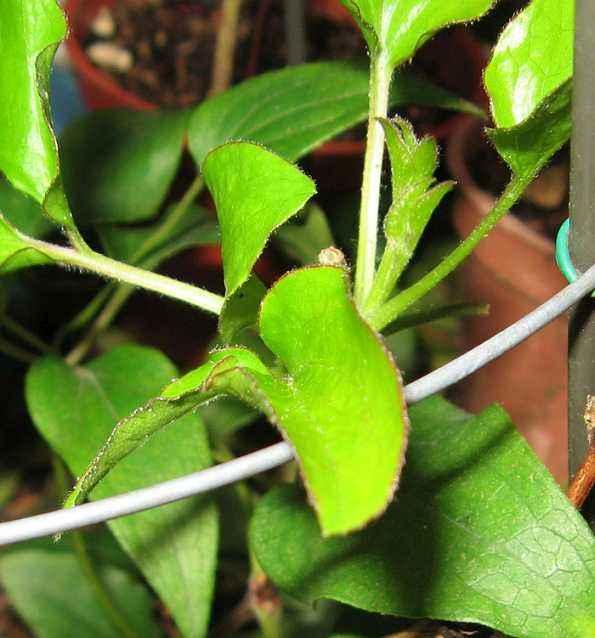小苗铁线莲的养殖方法,铁线莲幼苗的种植方法及注意事项(5)