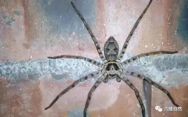 很大的蜘蛛会吃蟑螂吗,蜘蛛会把蟑螂吃完么(6)