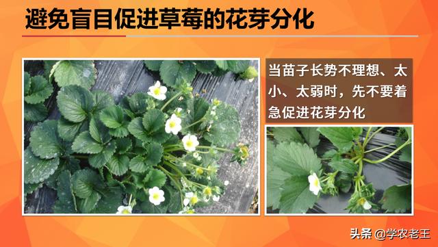大棚草莓花芽不分化怎么办,怎样促进草莓花芽分化(3)