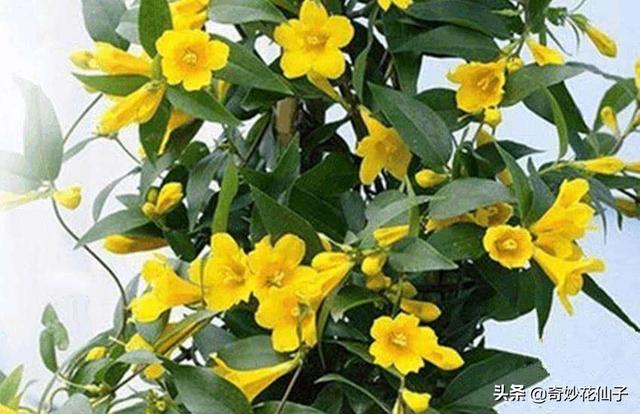 法国香水藤的养殖方法和注意事项,法国香水爬藤植物养殖方法(3)
