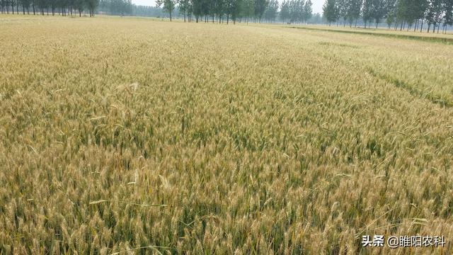 国审前十名小麦种,我国高产小麦品种前十名(4)