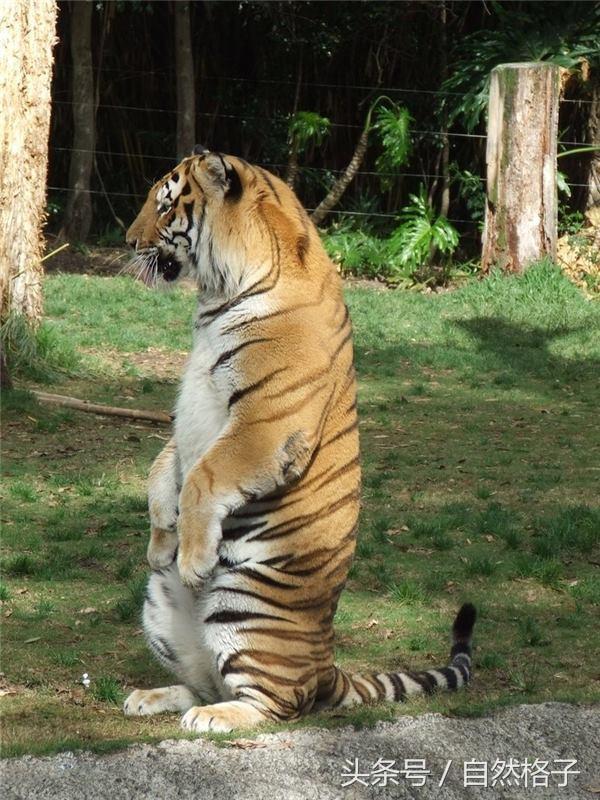 老虎和猫的动作一模一样,老虎和猫外貌相同点和不同点(3)