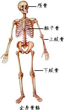 迎宾骨是哪个位置图解,迎宾骨是哪个部位图解(1)