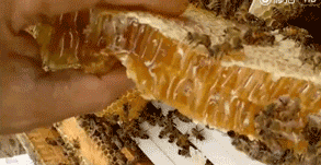 为什么养蜂人寿命长,为什么养蜂人的寿命最长(7)