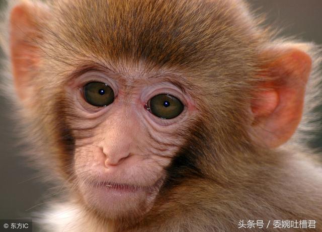 2023属猴的人命,2023年属猴有什么吉星(1)