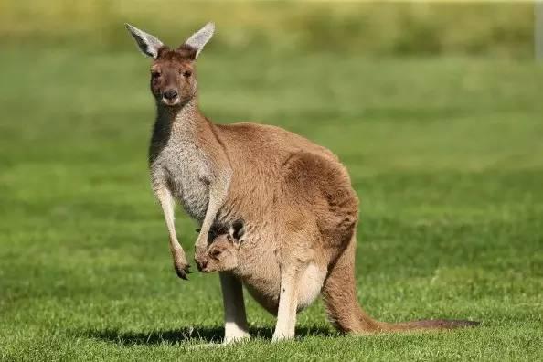 袋鼠是澳洲独有的吗,为什么只有澳洲才能看到袋鼠(1)