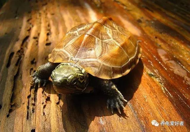 陆龟寿命排名,十大寿命最长的宠物(2)