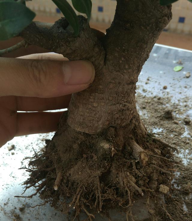 榕树换土的最好方法,榕树用什么土养最好(4)