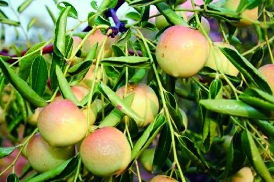 最甜最大的枣树品种,最大的枣树新品种(1)