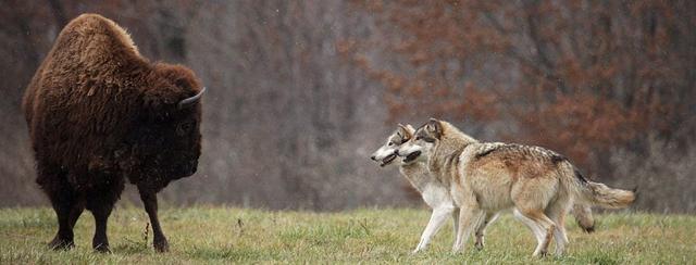 什么狼的繁殖能力最强,狼中哪种品种的狼最大(1)