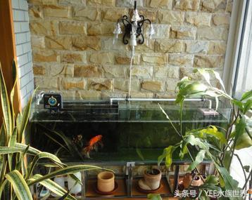 在家小型养鱼池怎么建,(4)