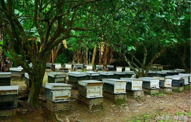 新手养蜂基础知识,新手养蜂先学什么(3)