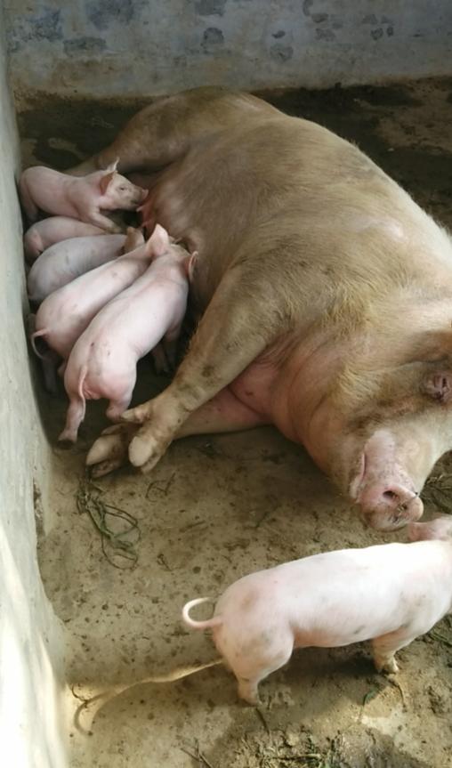 出生七天小猪能打猪瘟疫苗吗,小猪出生19天注射猪瘟疫苗可以吗(2)
