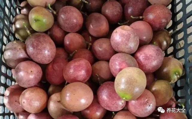 百香果籽催芽方法与用量,百香果种子栽种步骤(2)