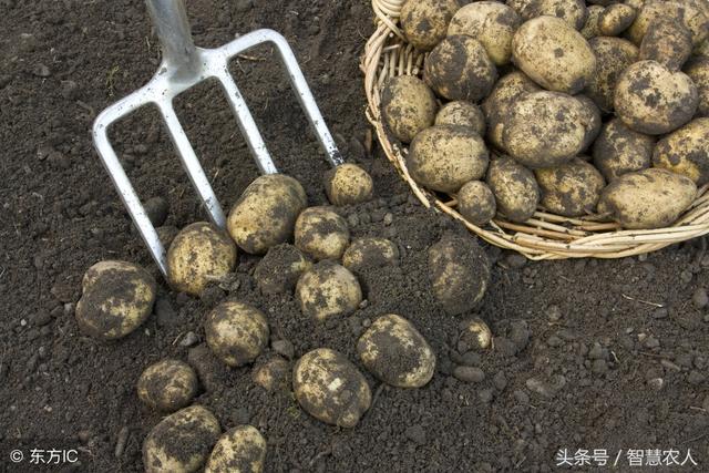 土豆种植法高产妙招,种土豆高产秘诀(2)