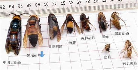蜜蜂除了马蜂还有什么蜂,比较大的蜜蜂是什么蜂(1)