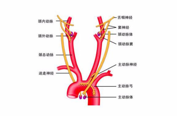 正常人主动脉弓位置,左位主动脉弓危害(1)
