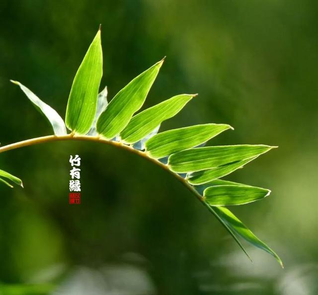 米竹如何养得粗壮,米竹多久浇一次水(4)